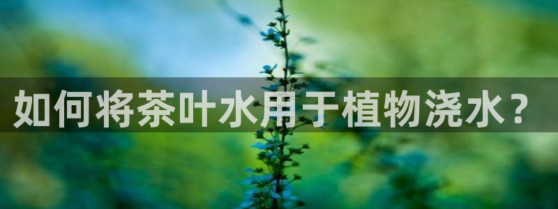 安卓12微信