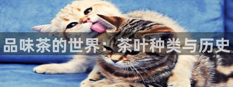 安信可12f