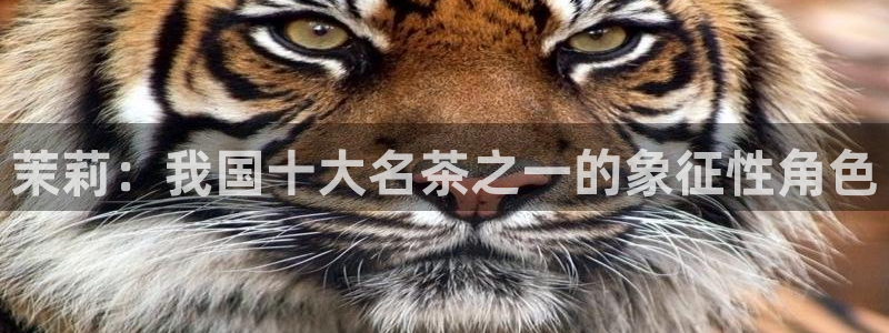 安信12平台