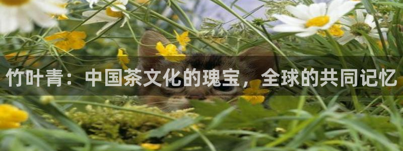 安信卓越12月
