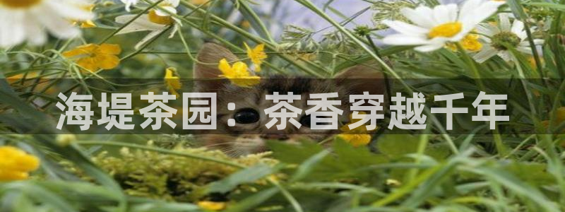 安信可wb12