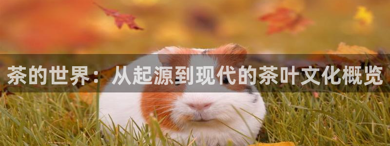 安信12平台可靠吗