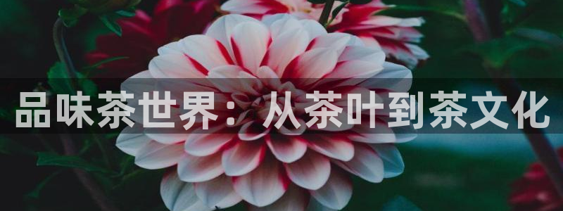 安信12级粉丝团福利